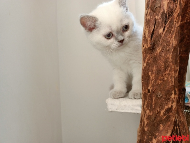 Scottish Fold, Kedi  Scottısh straight fotoğrafı