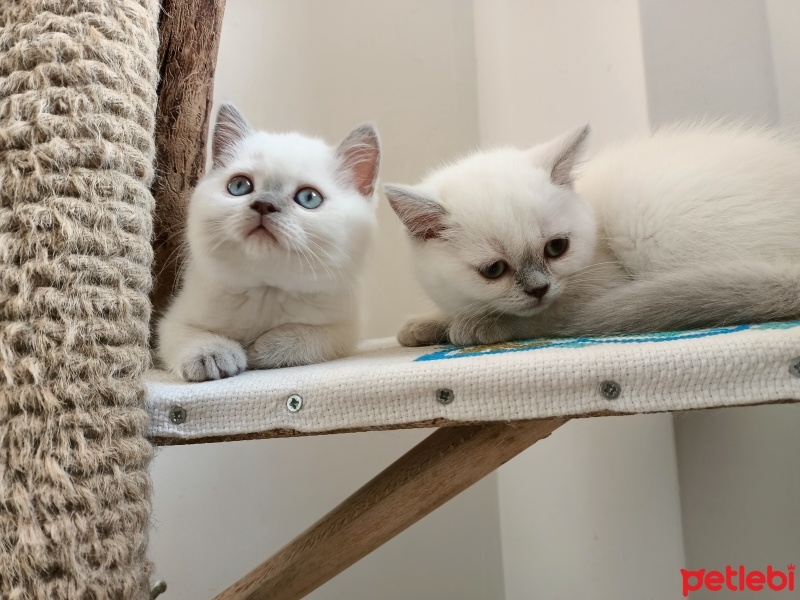 Scottish Fold, Kedi  Scottısh straight fotoğrafı