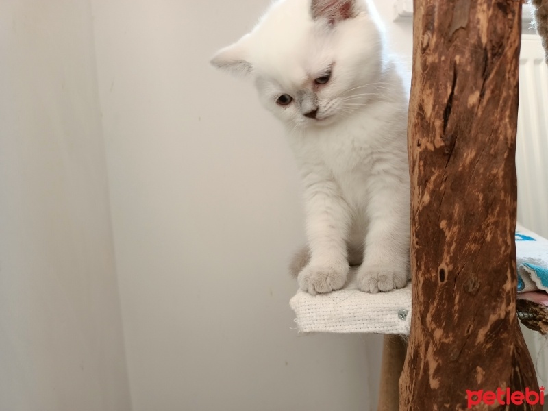 Scottish Fold, Kedi  Scottısh straight fotoğrafı