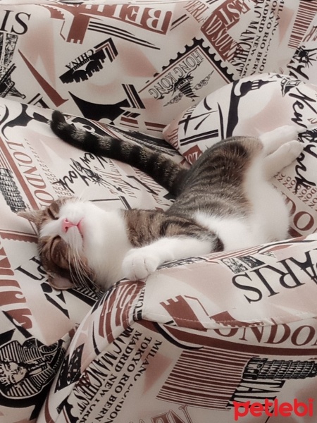Tekir Kedi, Kedi  Boncuk fotoğrafı