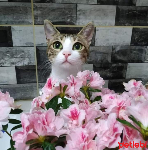 Tekir Kedi, Kedi  Boncuk fotoğrafı
