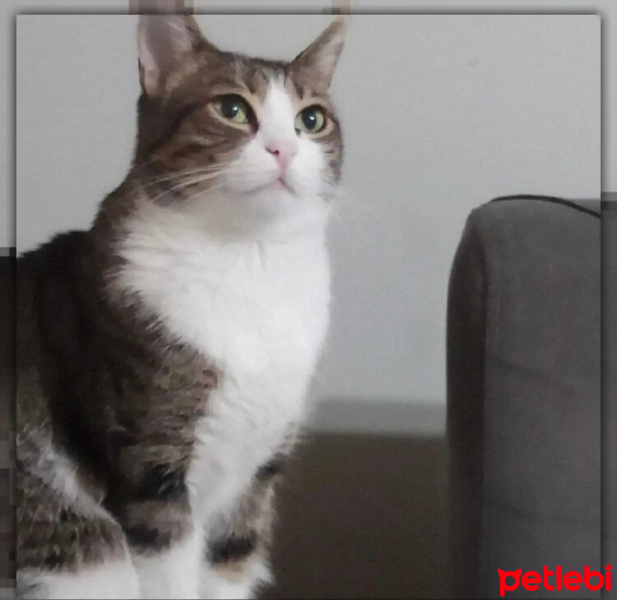 Tekir Kedi, Kedi  Boncuk fotoğrafı