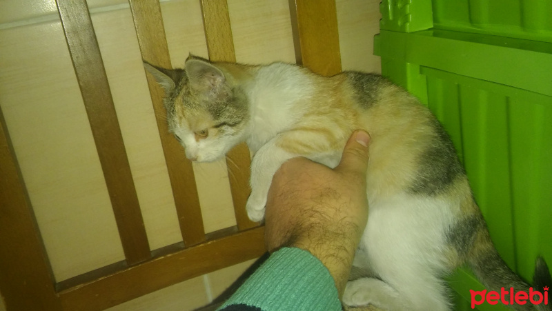 York Chocolate, Kedi  Mıncır fotoğrafı