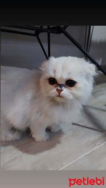 Scottish Fold, Kedi  Çiko fotoğrafı