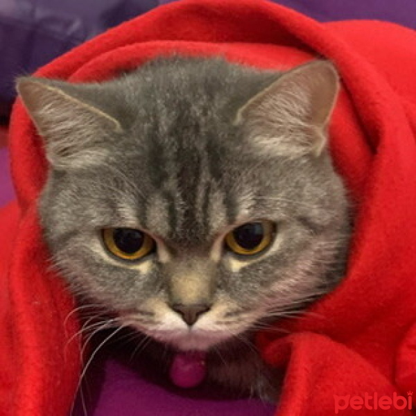 British Shorthair, Kedi  Lila fotoğrafı