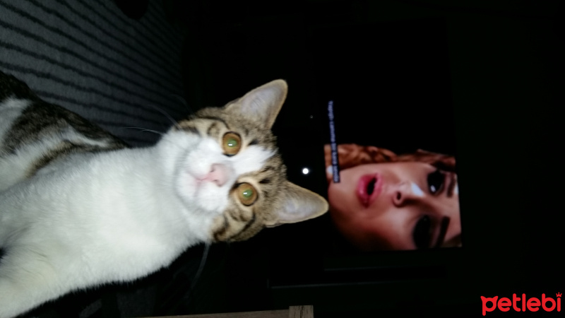 Tekir Kedi, Kedi  duman  fotoğrafı