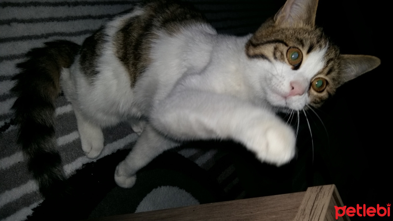 Tekir Kedi, Kedi  duman  fotoğrafı