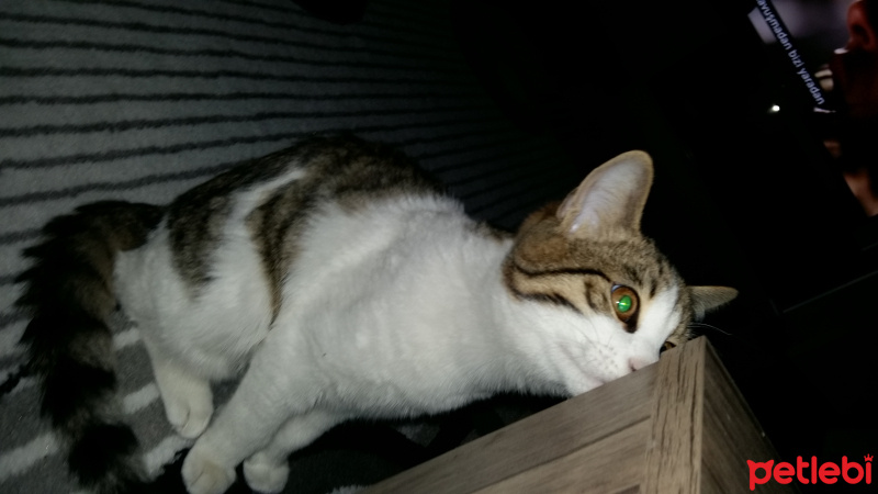 Tekir Kedi, Kedi  duman  fotoğrafı