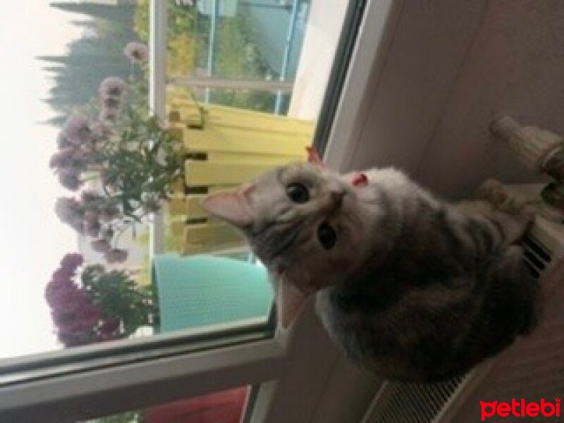 British Shorthair, Kedi  Venüs fotoğrafı