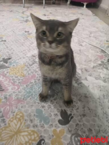 Scottish Fold, Kedi  Bulut fotoğrafı
