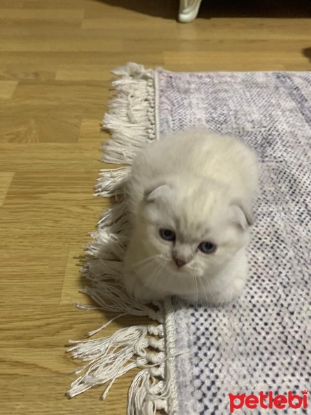 Scottish Fold, Kedi  Scottish fold fotoğrafı
