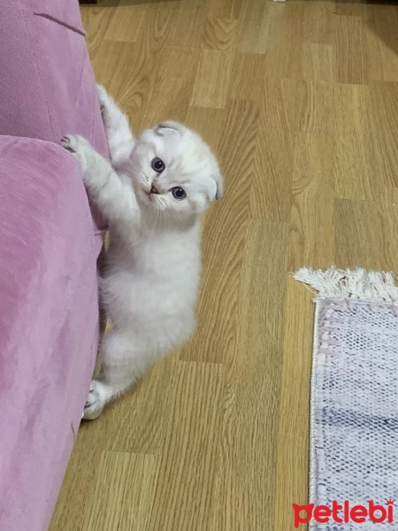 Scottish Fold, Kedi  Scottish fold fotoğrafı