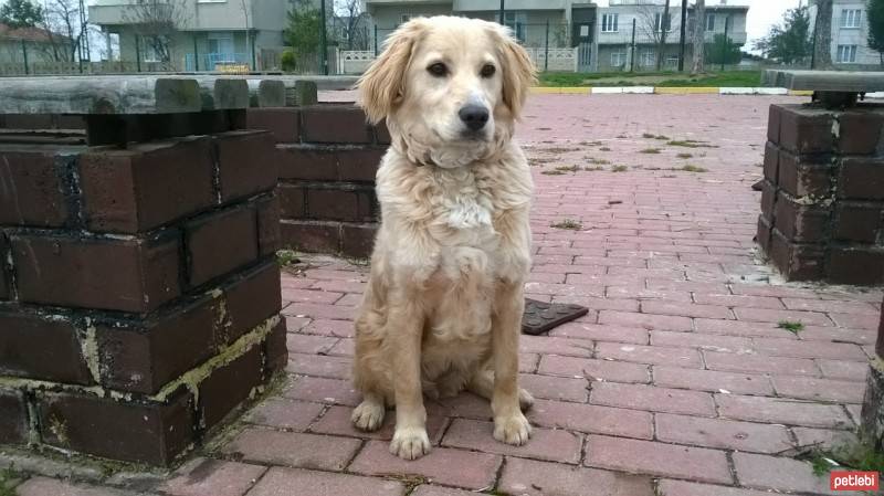 Golden Retriever, Köpek  Rüzgar fotoğrafı