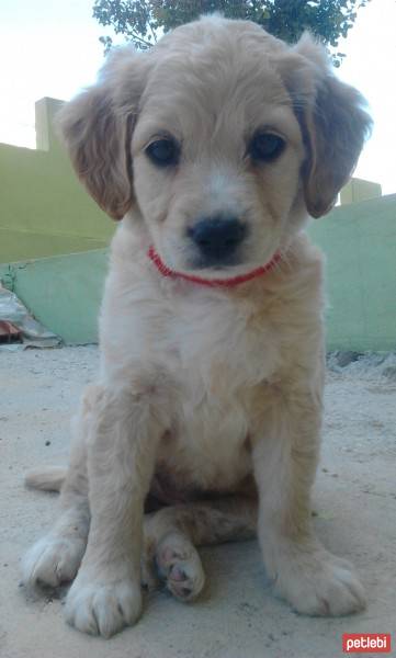 Golden Retriever, Köpek  Rüzgar fotoğrafı