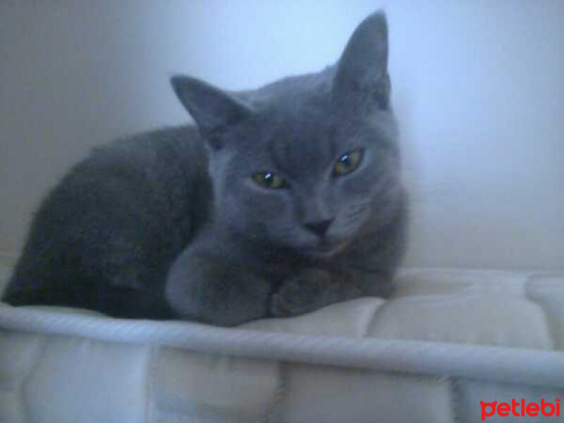 British Shorthair, Kedi  Gümüş fotoğrafı