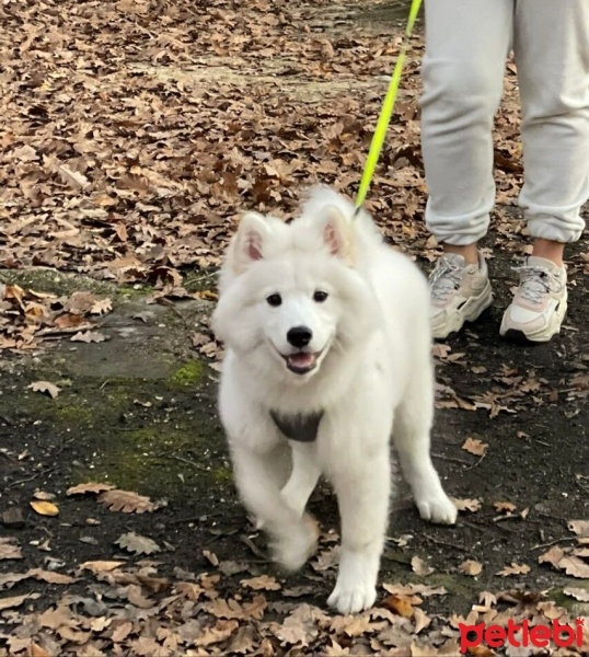 Samoyed, Köpek  Ayvar fotoğrafı