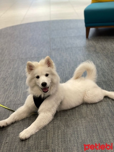 Samoyed, Köpek  Ayvar fotoğrafı