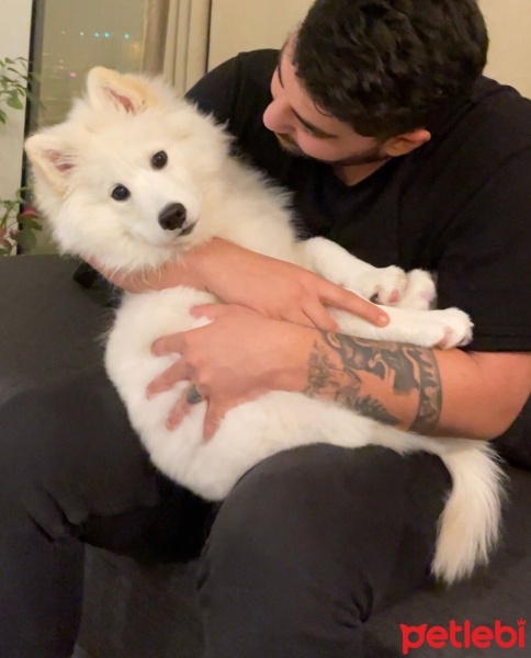 Samoyed, Köpek  Ayvar fotoğrafı