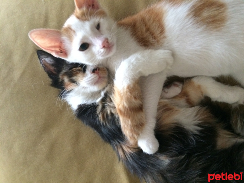 Tekir Kedi, Kedi  Kaptan ve Bidik fotoğrafı