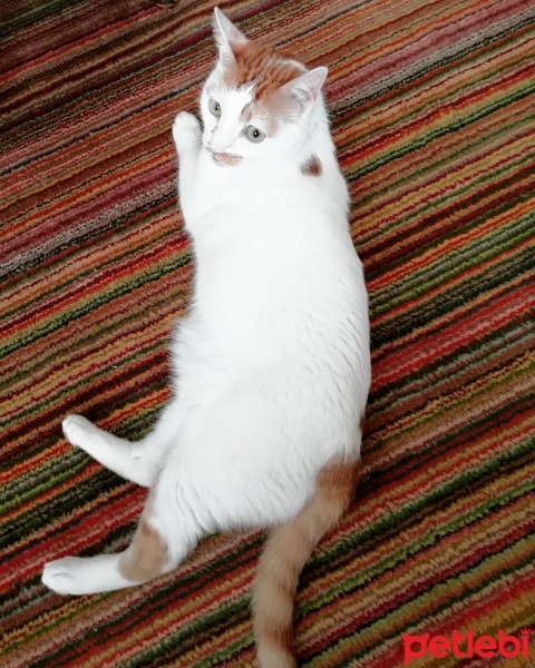 Tekir Kedi, Kedi  Charlie fotoğrafı