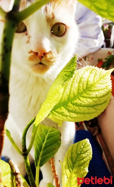 Tekir Kedi, Kedi  Charlie fotoğrafı