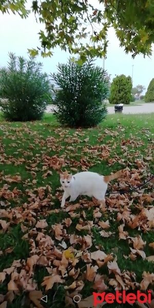 Tekir Kedi, Kedi  Charlie fotoğrafı
