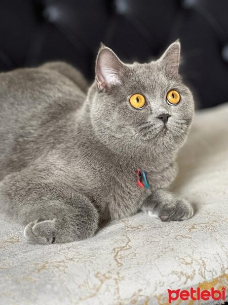 British Shorthair, Kedi  Bulut fotoğrafı