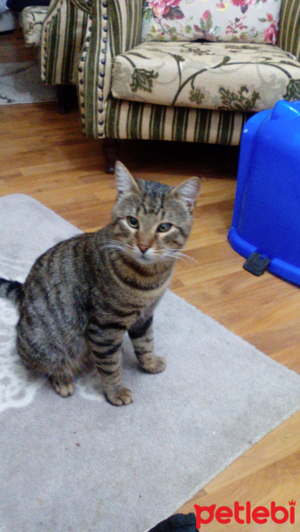 Tekir Kedi, Kedi  oktay fotoğrafı