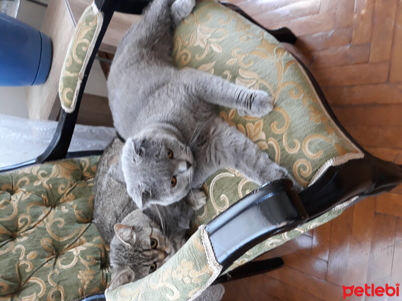 British Shorthair, Kedi  buhar fotoğrafı