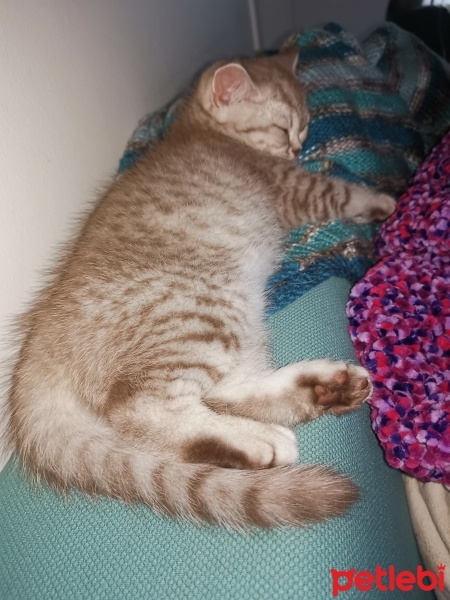 Scottish Fold, Kedi  efe fotoğrafı