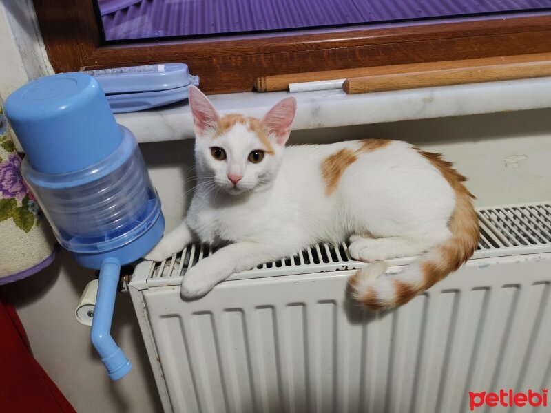 Sarman, Kedi  pamuk fotoğrafı