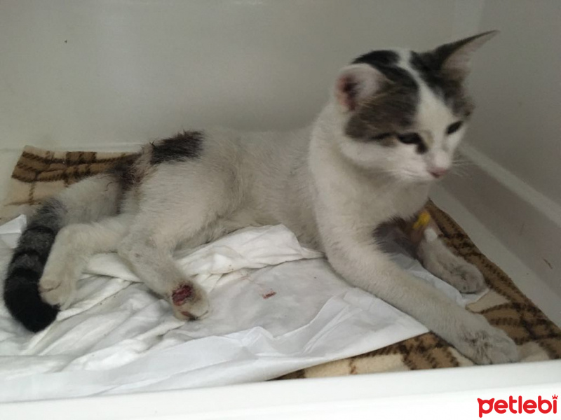 Tekir Kedi, Kedi  Menekse  fotoğrafı