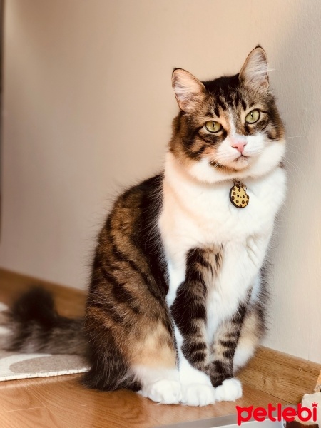 Tekir Kedi, Kedi  Dobby fotoğrafı