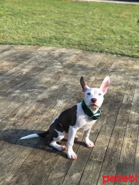 Amerikan Staffordshire Terrier, Köpek  Müdür fotoğrafı