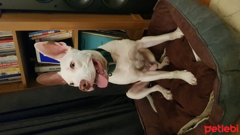 Amerikan Staffordshire Terrier, Köpek  Müdür fotoğrafı