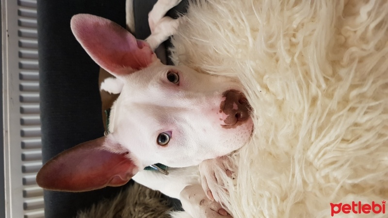 Amerikan Staffordshire Terrier, Köpek  Müdür fotoğrafı