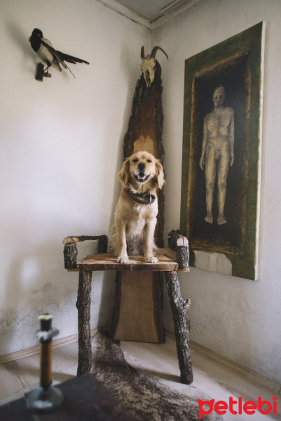 Golden Retriever, Köpek  Tesla fotoğrafı