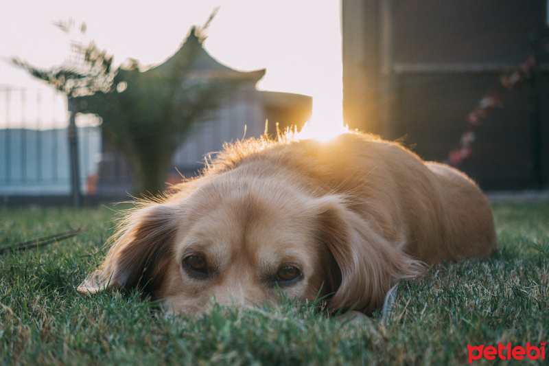 Golden Retriever, Köpek  Tesla fotoğrafı