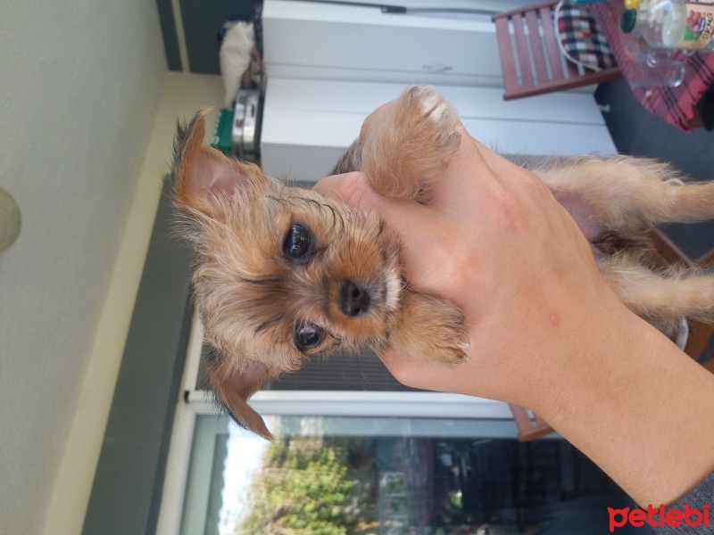 Yorkshire Terrier, Köpek  Yuri fotoğrafı