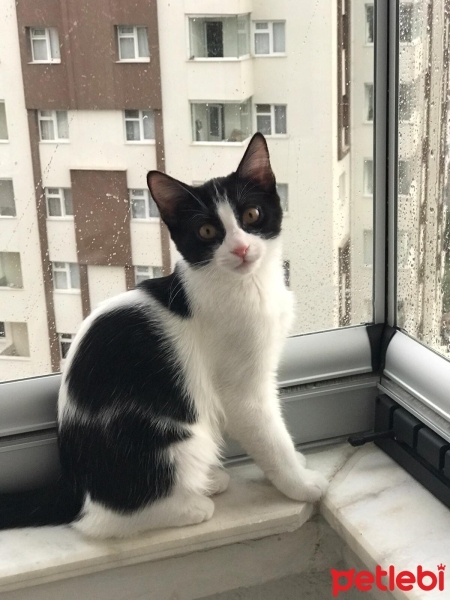 Tuxedo (Smokin) Kedi, Kedi  Brith fotoğrafı