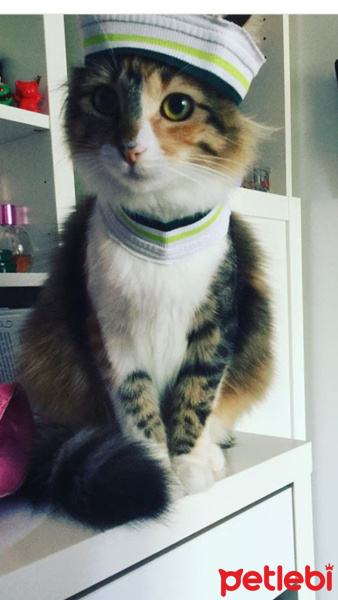 Tekir Kedi, Kedi  Latte fotoğrafı