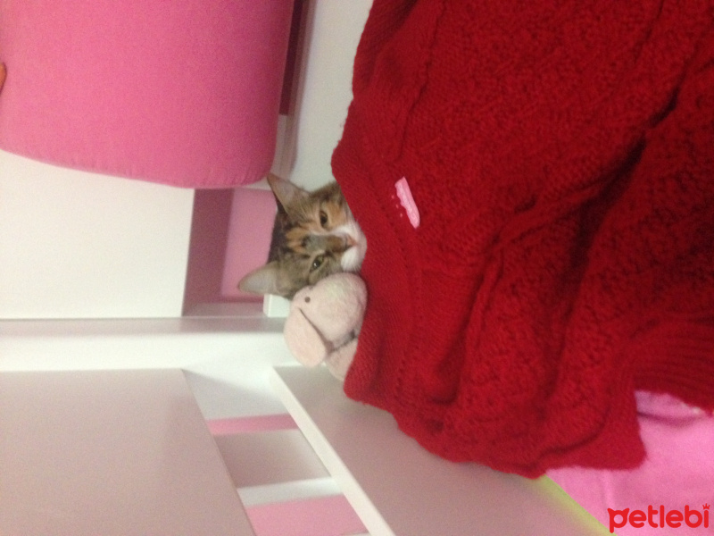 Tekir Kedi, Kedi  Latte fotoğrafı