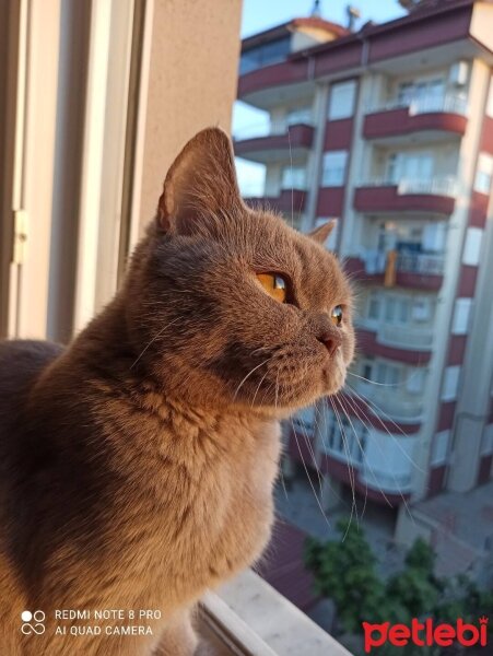 British Shorthair, Kedi  Mia fotoğrafı