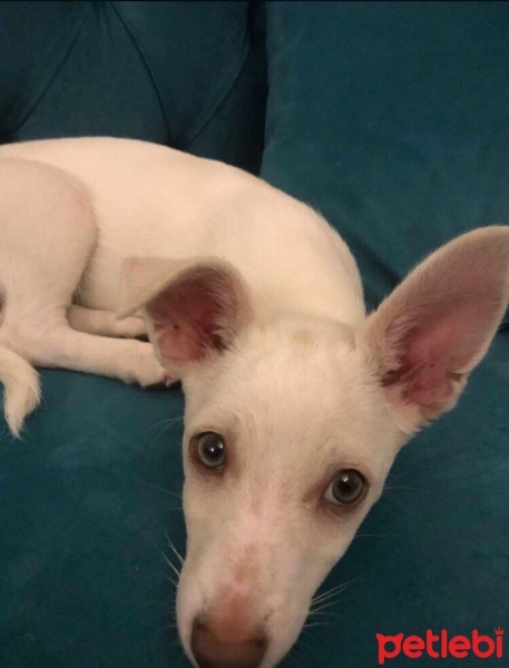 Sokö (Sokak Köpeği), Köpek  Latte fotoğrafı