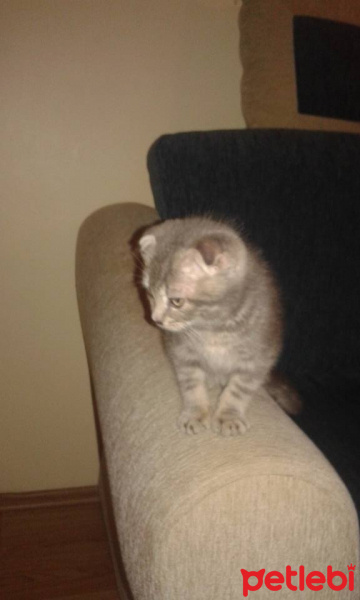 Scottish Fold, Kedi  DEXTER fotoğrafı