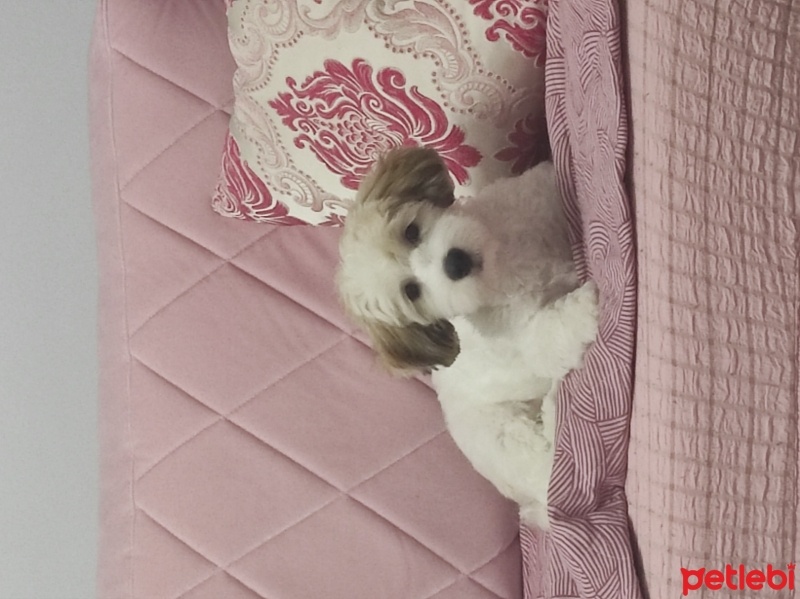 Maltese, Köpek  Coockie fotoğrafı