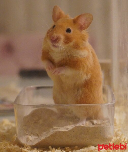 Hamster, Kemirgen  Naci fotoğrafı