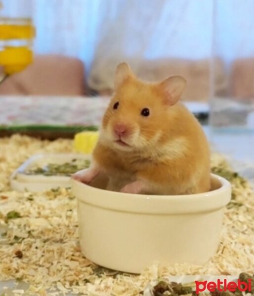 Hamster, Kemirgen  Naci fotoğrafı