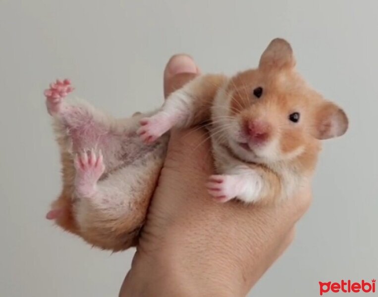 Hamster, Kemirgen  Naciye fotoğrafı