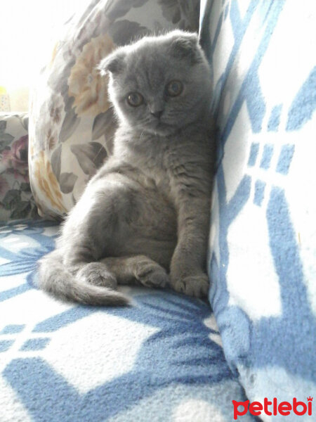 Scottish Fold, Kedi  müezza fotoğrafı